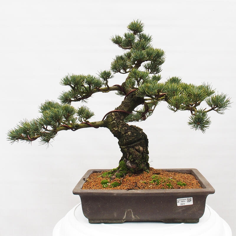 Bonsai für draußen - Pinus parviflora - Pinus parviflora