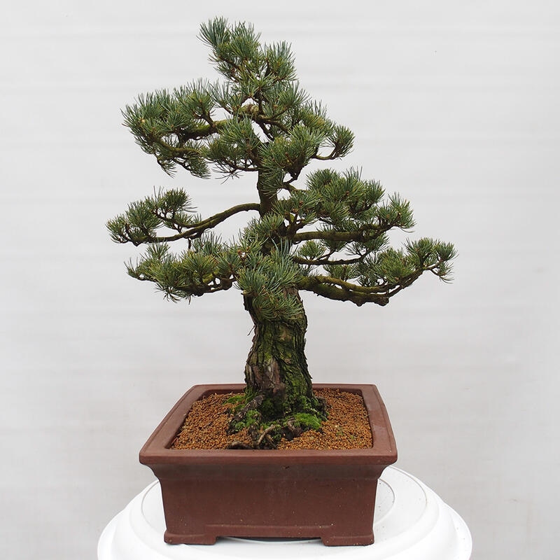 Bonsai für draußen - Pinus parviflora - Pinus parviflora
