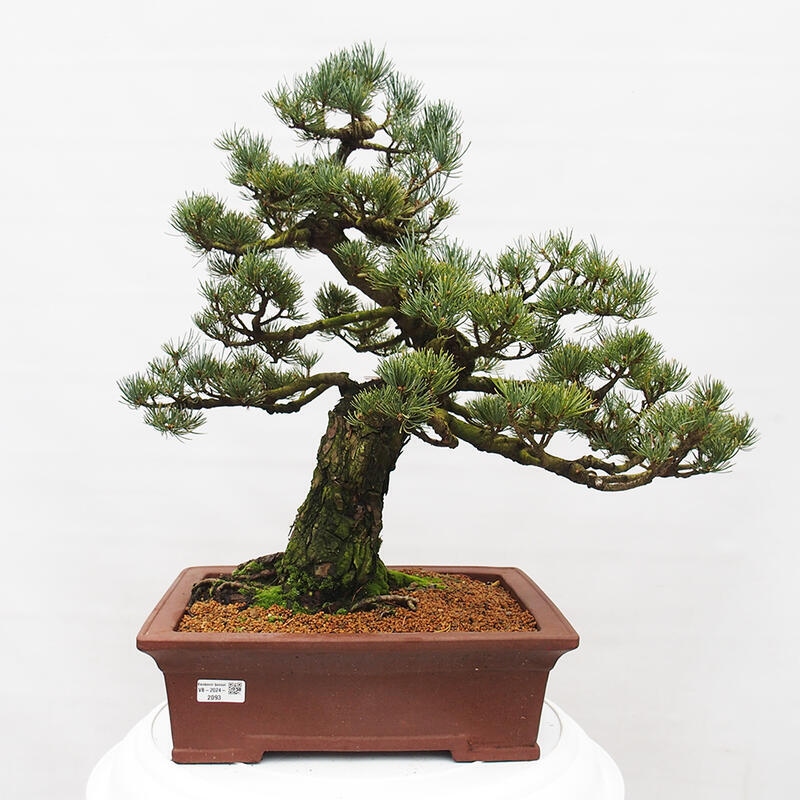 Bonsai für draußen - Pinus parviflora - Pinus parviflora
