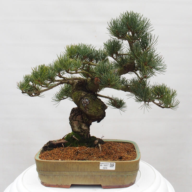 Bonsai für draußen - Pinus parviflora - Pinus parviflora