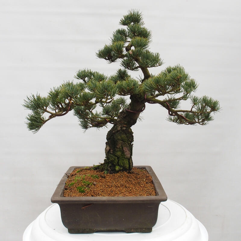 Bonsai für draußen - Pinus parviflora - Pinus parviflora