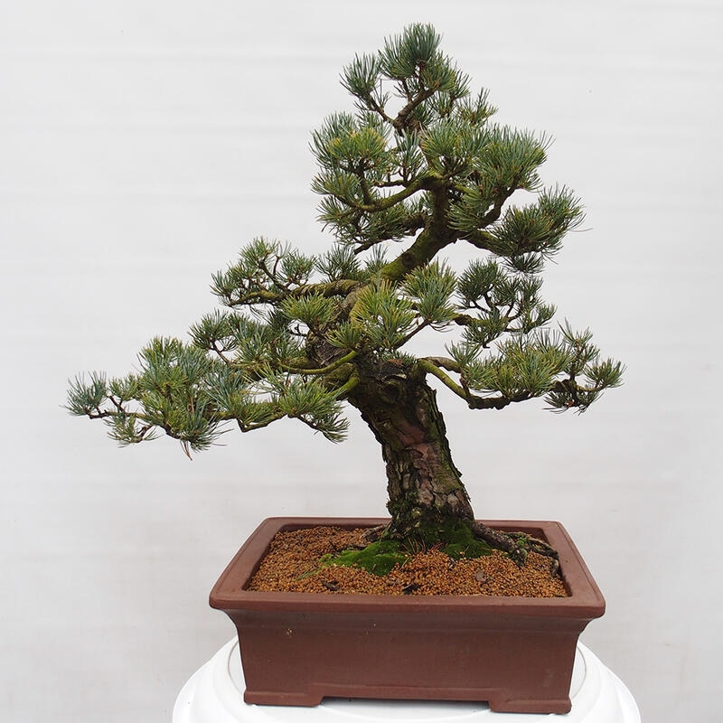 Bonsai für draußen - Pinus parviflora - Pinus parviflora