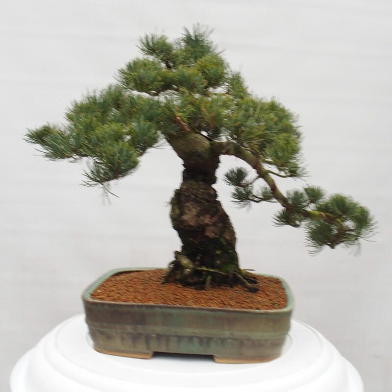 Bonsai für draußen - Pinus parviflora - Pinus parviflora