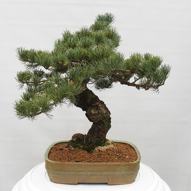 Bonsai für draußen - Pinus parviflora - Pinus parviflora