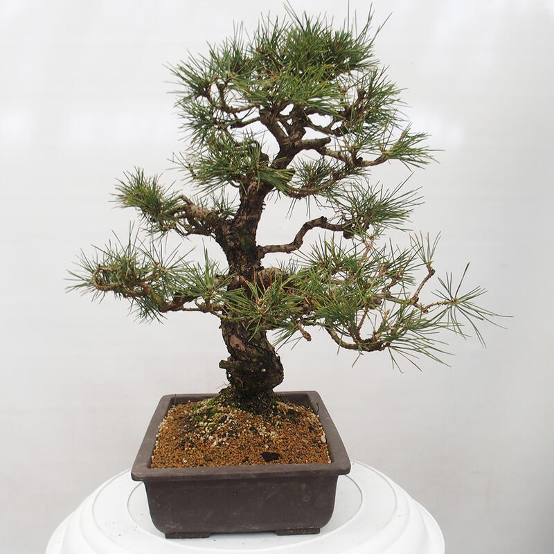 Bonsai für draußen - Pinus thunbergii - Thunberg-Kiefer