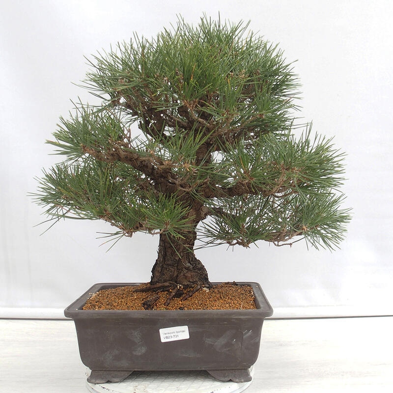 Bonsai für draußen - Pinus thunbergii - Thunberg-Kiefer