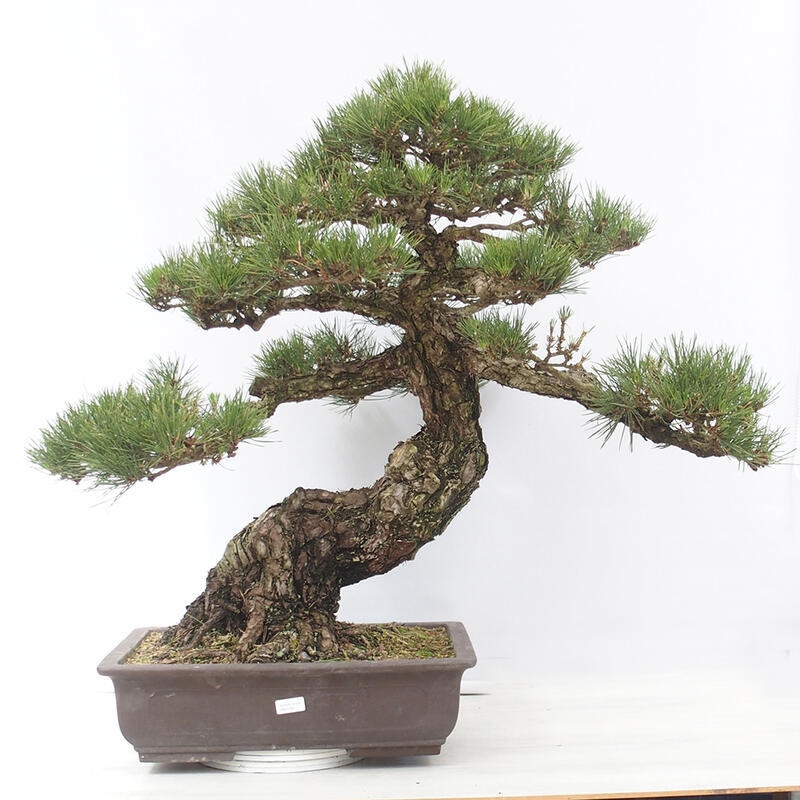 Bonsai für draußen - Pinus thunbergii - Thunberg-Kiefer