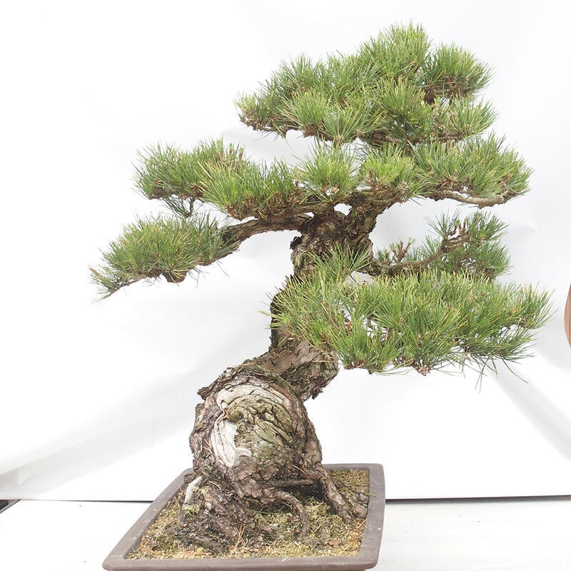 Bonsai für draußen - Pinus thunbergii - Thunberg-Kiefer
