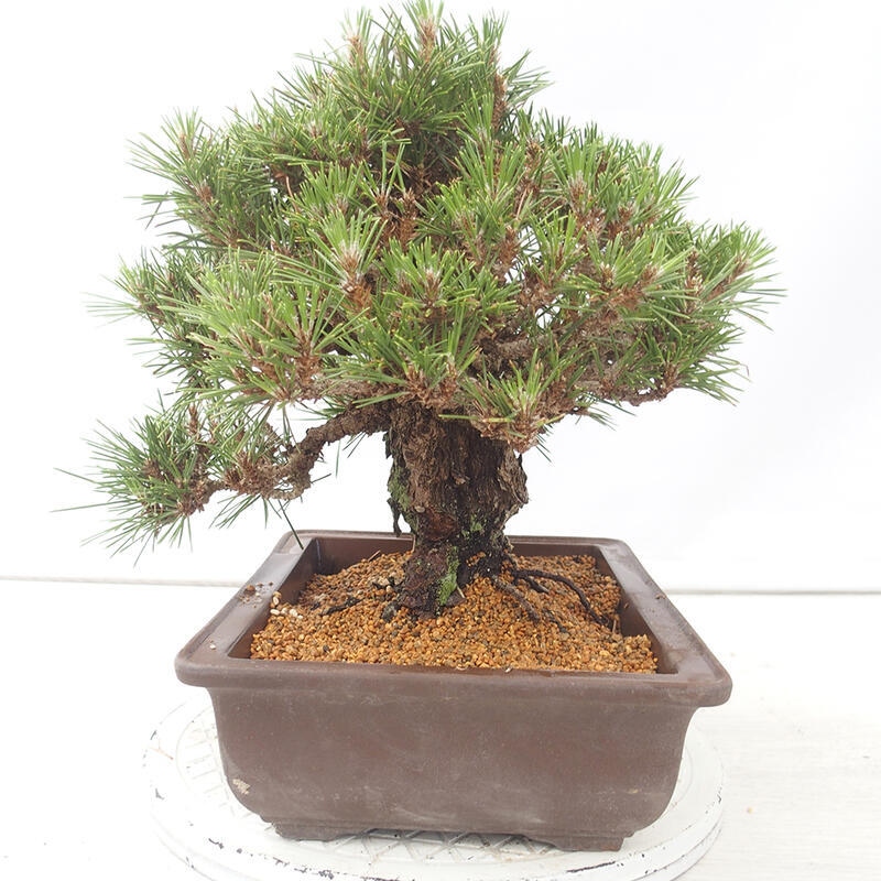 Bonsai für draußen - Pinus thunbergii - Thunberg-Kiefer