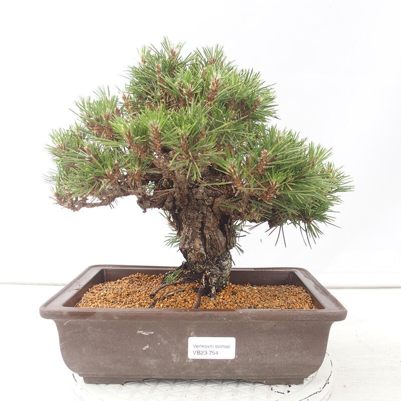 Bonsai für draußen - Pinus thunbergii - Thunberg-Kiefer