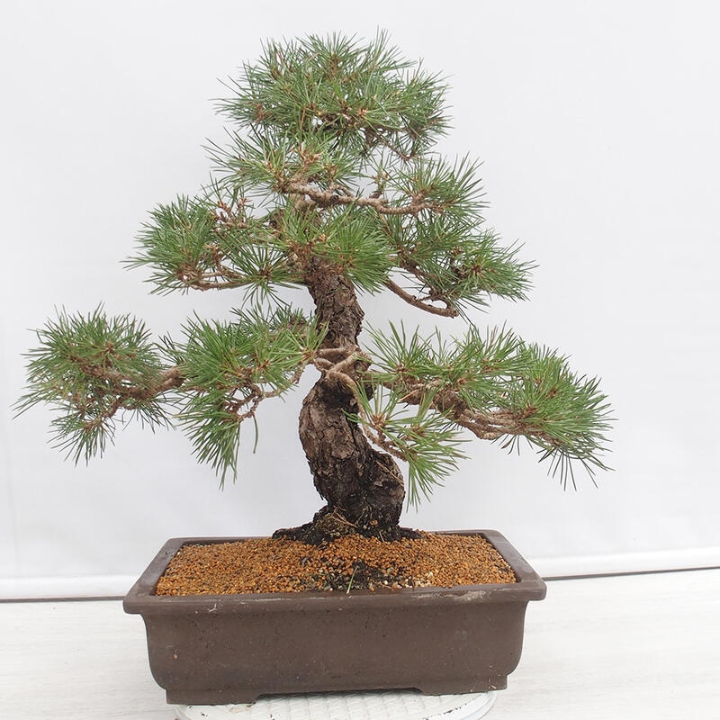 Bonsai für draußen - Pinus thunbergii - Thunberg-Kiefer