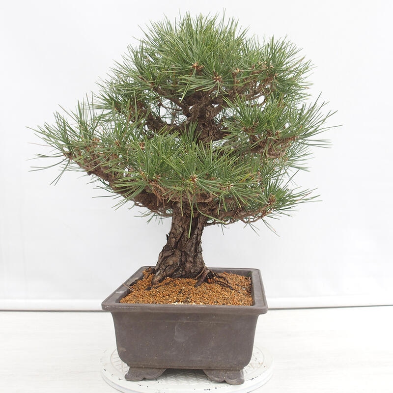 Bonsai für draußen - Pinus thunbergii - Thunberg-Kiefer