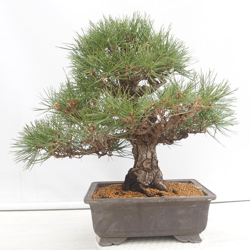 Bonsai für draußen - Pinus thunbergii - Thunberg-Kiefer