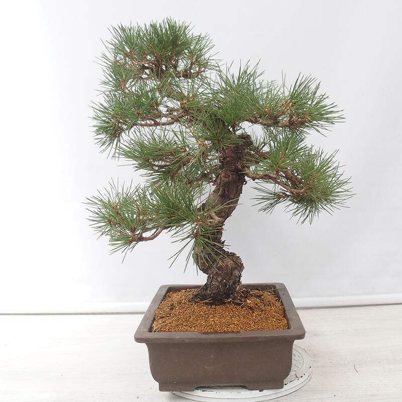 Bonsai für draußen - Pinus thunbergii - Thunberg-Kiefer