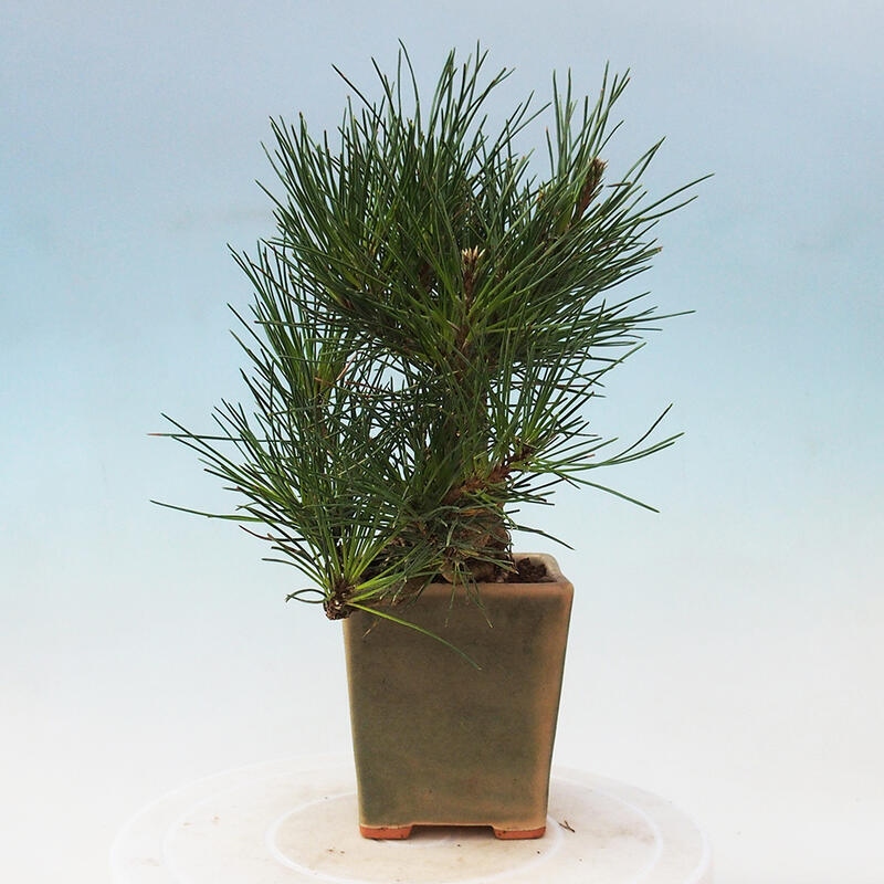 Bonsai für draußen - Pinus thunbergii - Thunberg-Kiefer