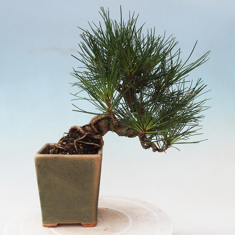 Bonsai für draußen - Pinus thunbergii - Thunberg-Kiefer