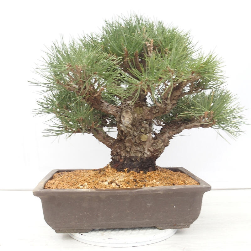 Bonsai für draußen - Pinus thunbergii - Thunberg-Kiefer