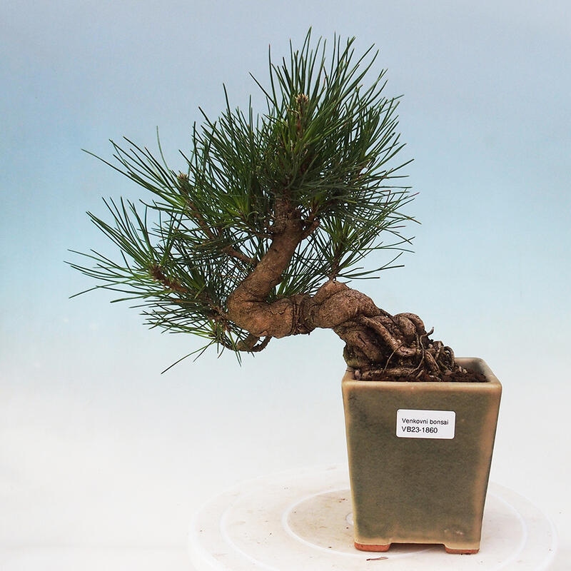 Bonsai für draußen - Pinus thunbergii - Thunberg-Kiefer