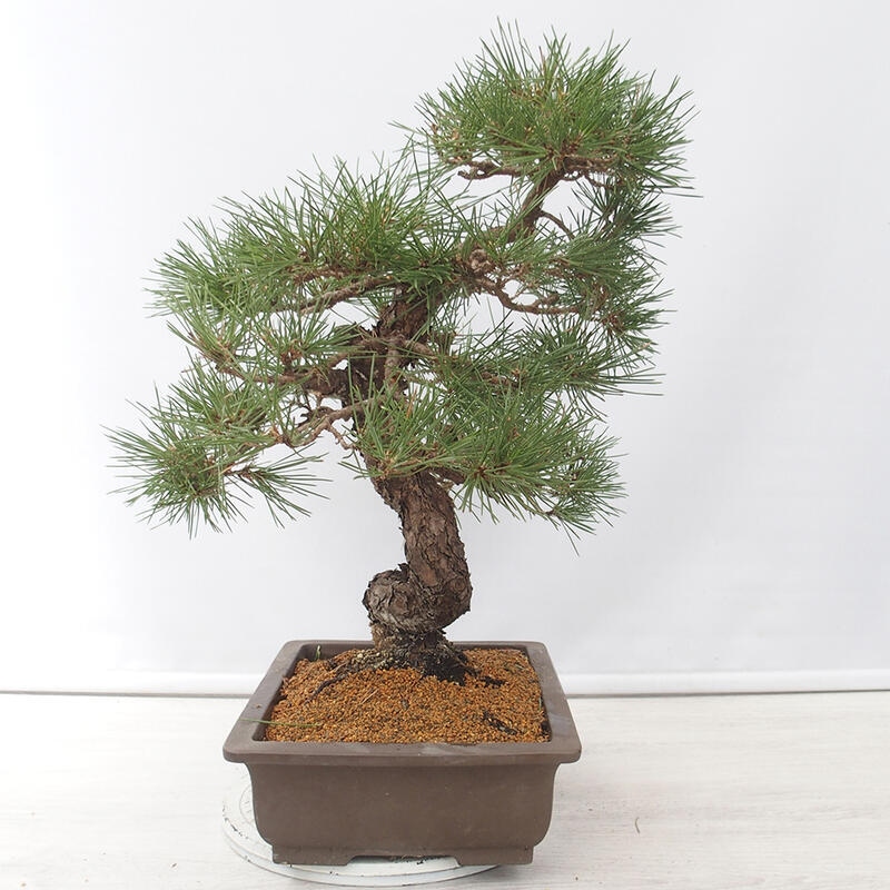 Bonsai für draußen - Pinus thunbergii - Thunberg-Kiefer