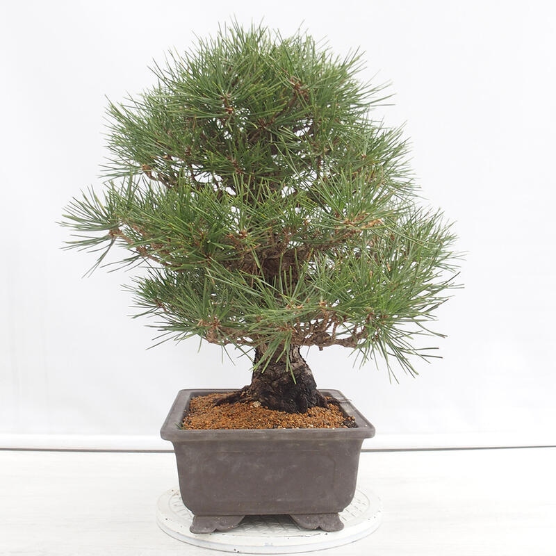 Bonsai für draußen - Pinus thunbergii - Thunberg-Kiefer