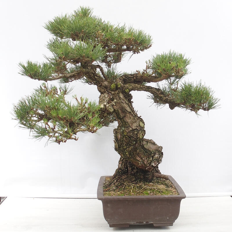 Bonsai für draußen - Pinus thunbergii - Thunberg-Kiefer