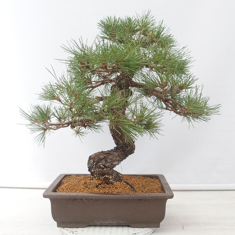 Bonsai für draußen - Pinus thunbergii - Thunberg-Kiefer