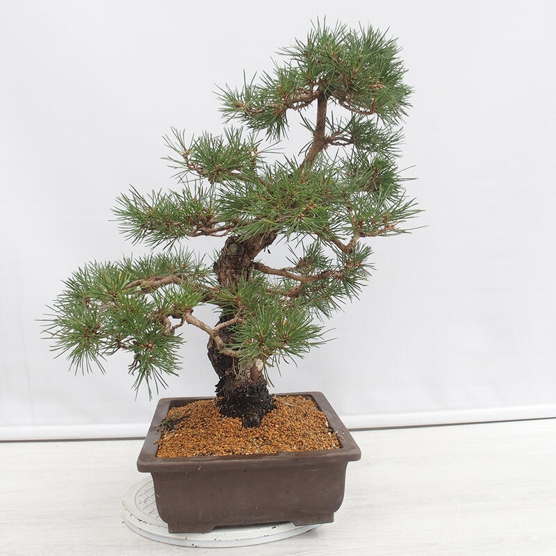 Bonsai für draußen - Pinus thunbergii - Thunberg-Kiefer