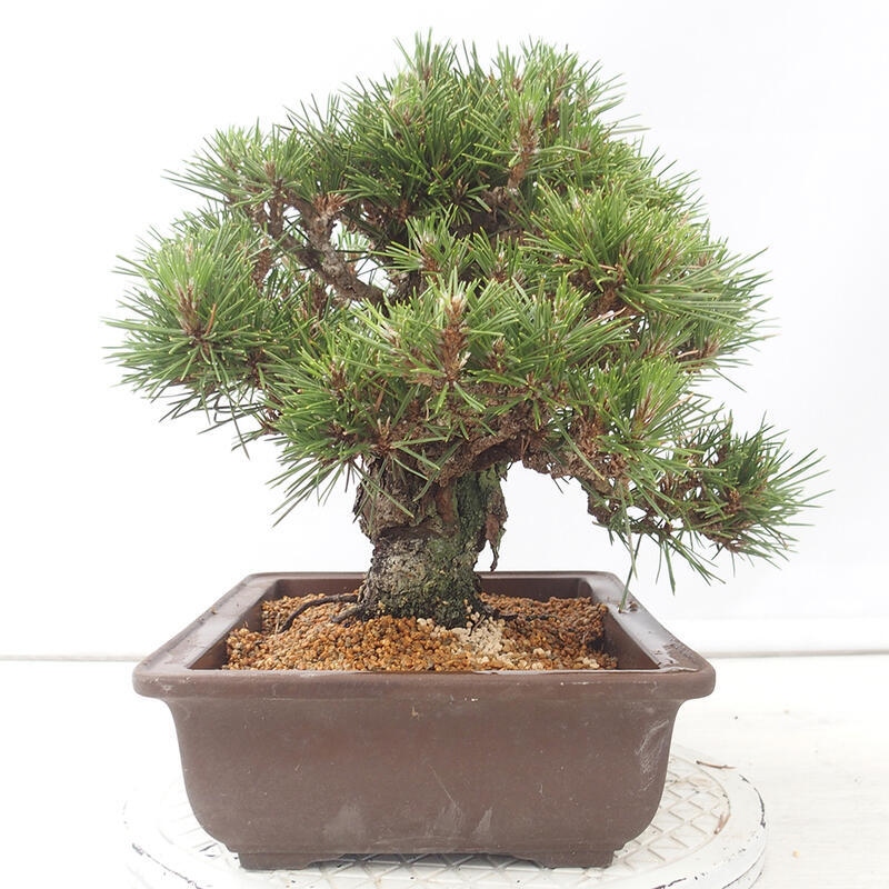 Bonsai für draußen - Pinus thunbergii - Thunberg-Kiefer