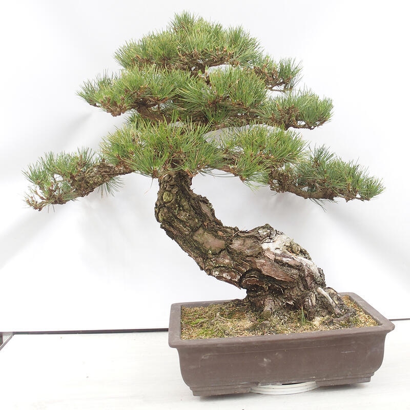 Bonsai für draußen - Pinus thunbergii - Thunberg-Kiefer