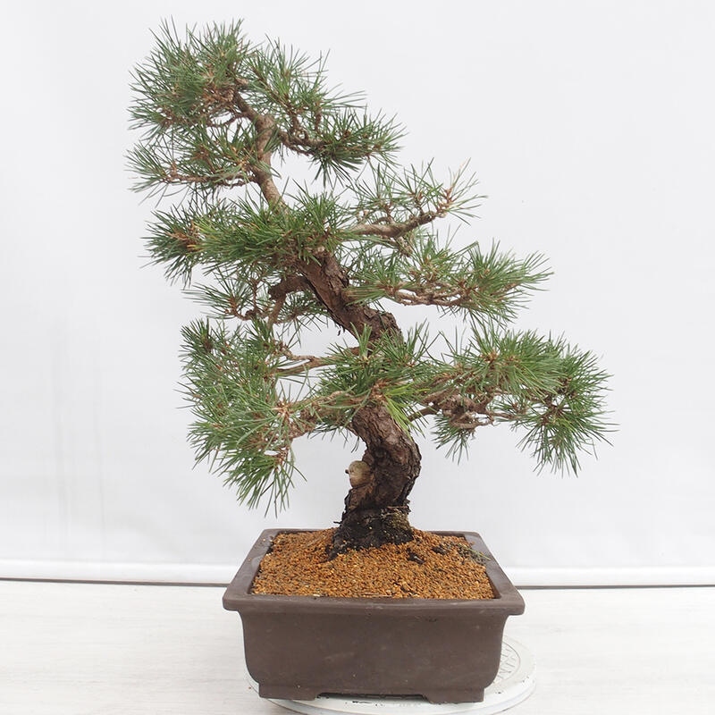 Bonsai für draußen - Pinus thunbergii - Thunberg-Kiefer