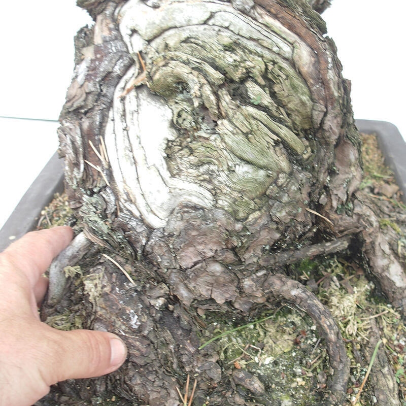 Bonsai für draußen - Pinus thunbergii - Thunberg-Kiefer