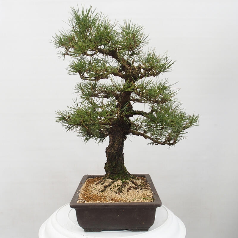 Bonsai für draußen - Pinus thunbergii - Thunberg-Kiefer