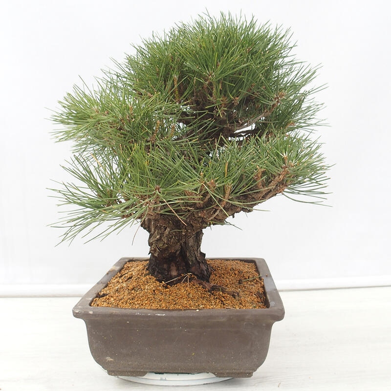 Bonsai für draußen - Pinus thunbergii - Thunberg-Kiefer