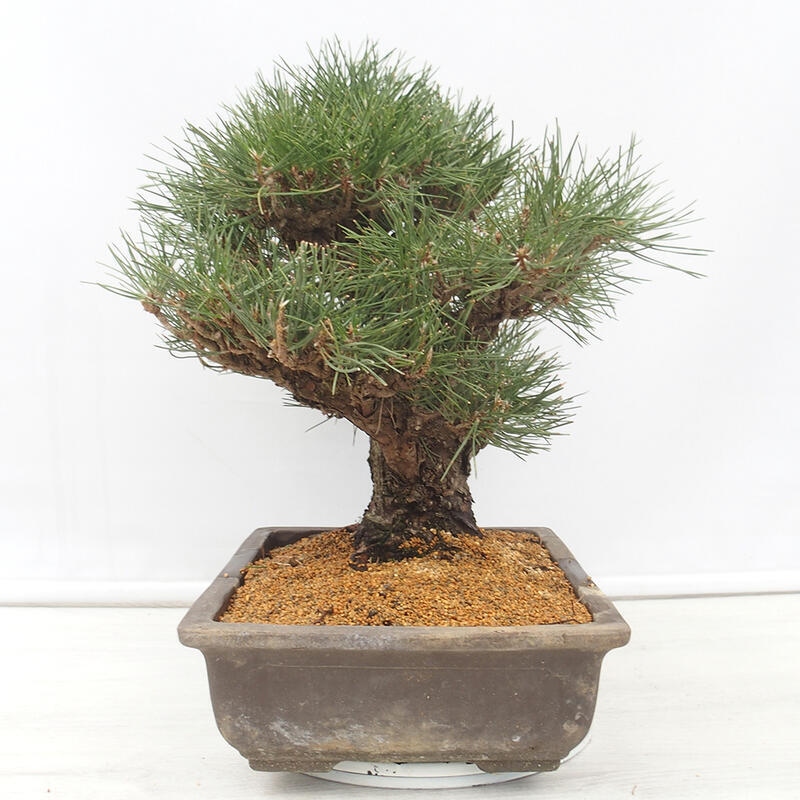 Bonsai für draußen - Pinus thunbergii - Thunberg-Kiefer