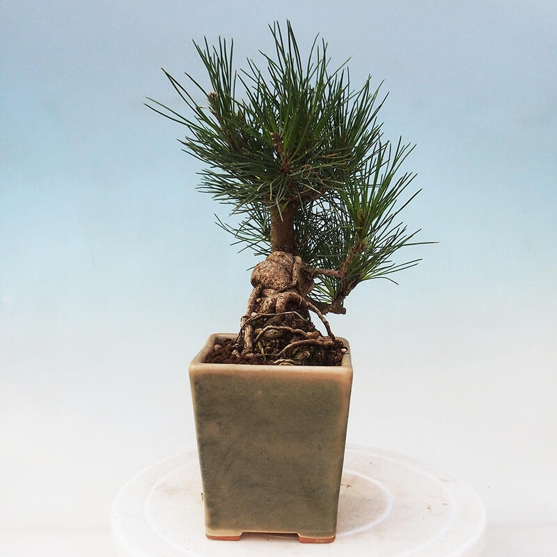 Bonsai für draußen - Pinus thunbergii - Thunberg-Kiefer