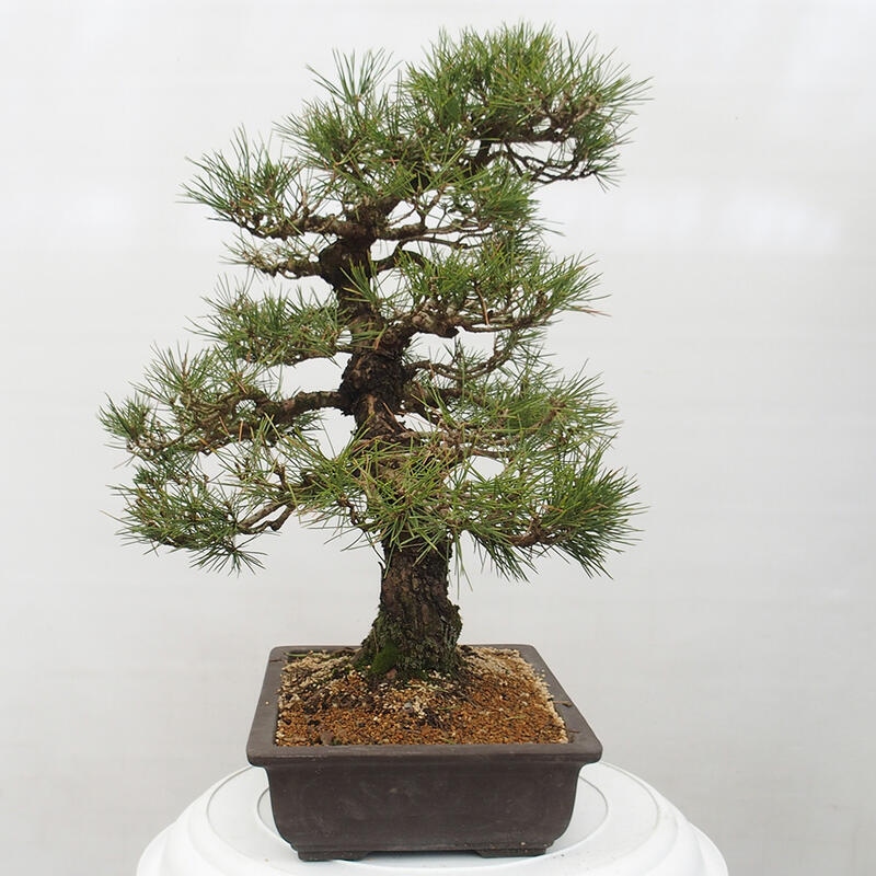 Bonsai für draußen - Pinus thunbergii - Thunberg-Kiefer