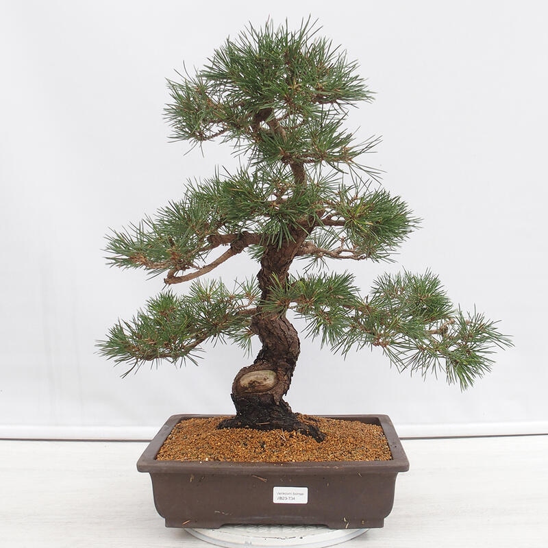 Bonsai für draußen - Pinus thunbergii - Thunberg-Kiefer