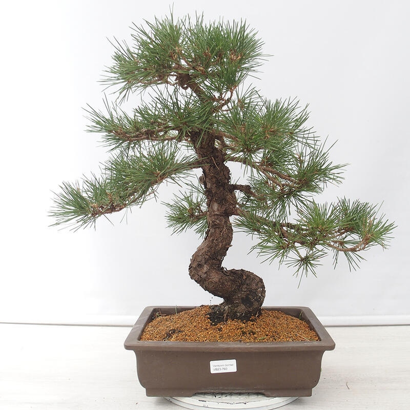 Bonsai für draußen - Pinus thunbergii - Thunberg-Kiefer