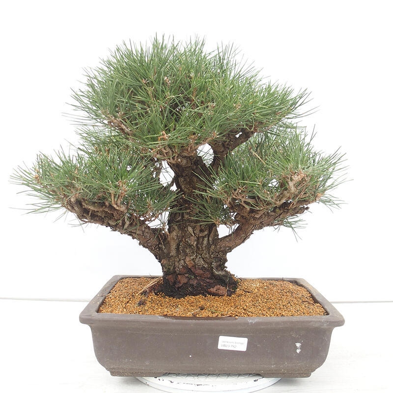 Bonsai für draußen - Pinus thunbergii - Thunberg-Kiefer