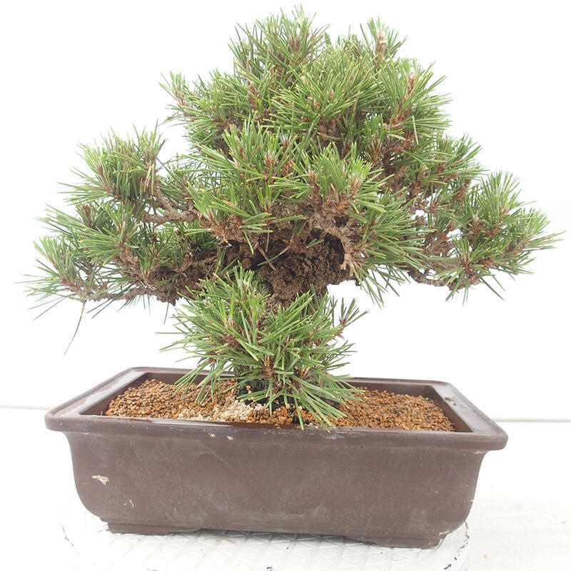 Bonsai für draußen - Pinus thunbergii - Thunberg-Kiefer
