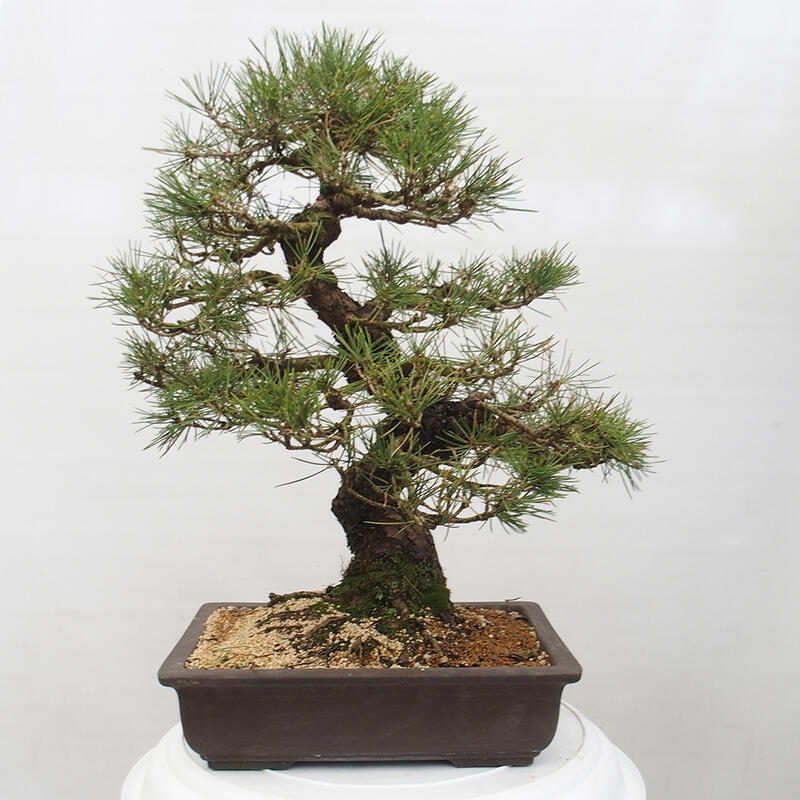 Bonsai für draußen - Pinus thunbergii - Thunberg-Kiefer