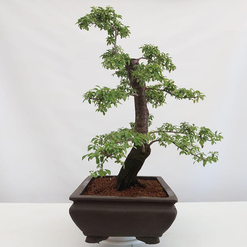 Bonsai für draußen - Prunus spinosa