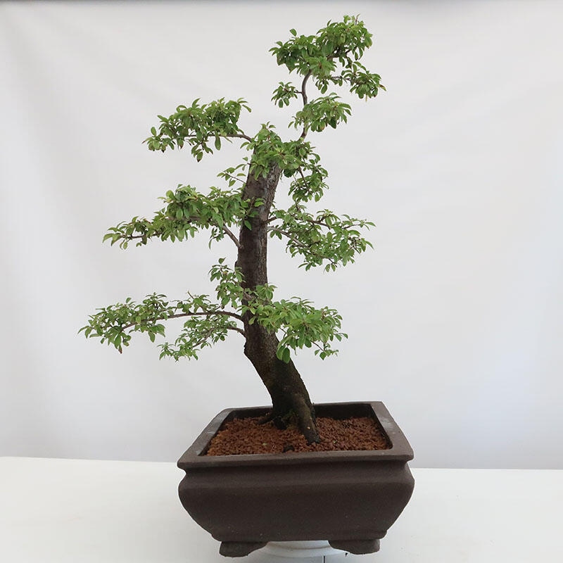 Bonsai für draußen - Prunus spinosa