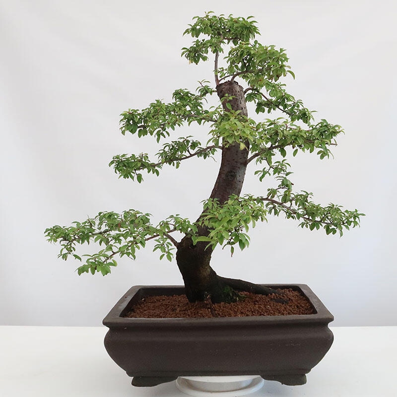 Bonsai für draußen - Prunus spinosa