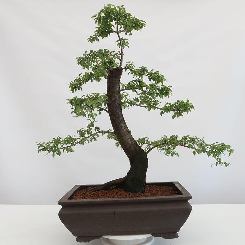 Bonsai für draußen - Prunus spinosa