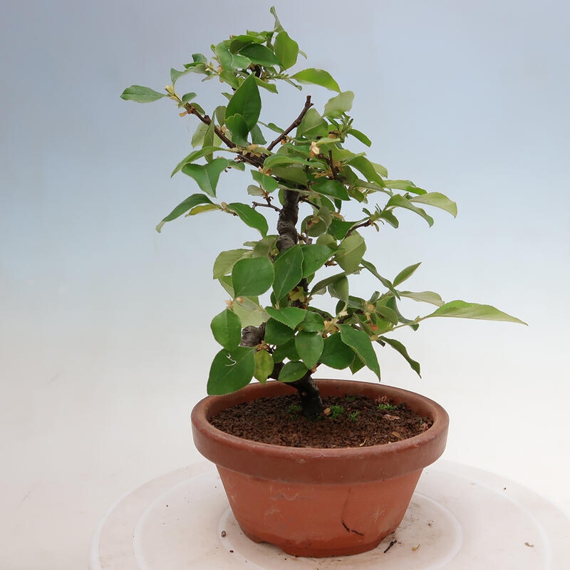 Bonsai für draußen - Pseudocydonia sinensis - Chinesische Quitte