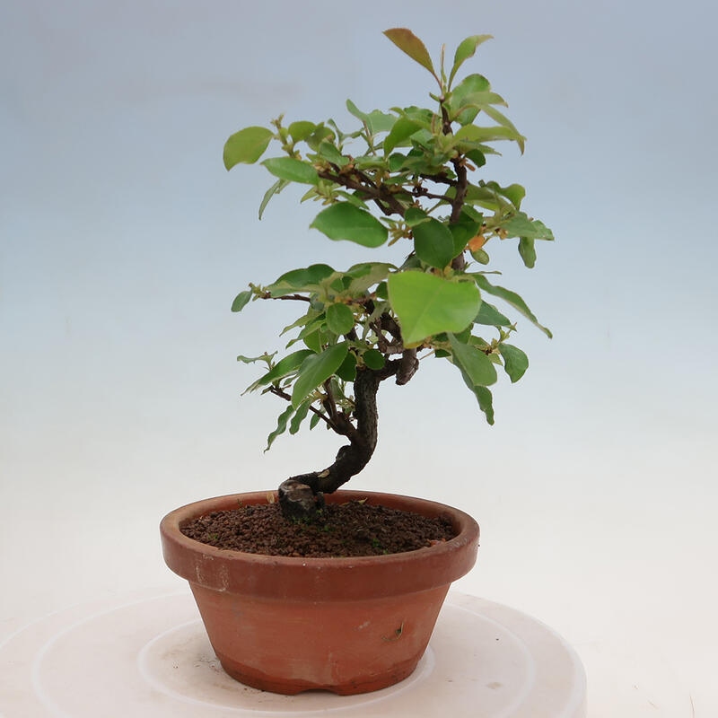 Bonsai für draußen - Pseudocydonia sinensis - Chinesische Quitte