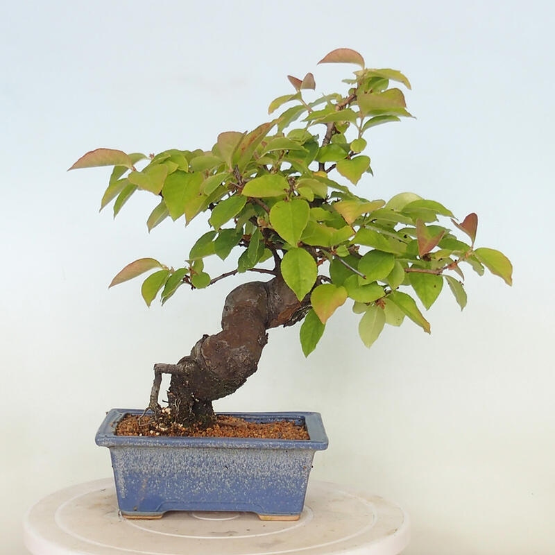 Bonsai für draußen - Pseudocydonia sinensis - Chinesische Quitte