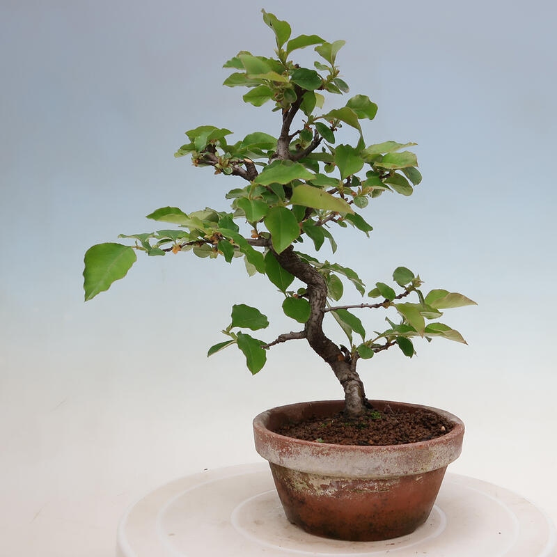 Bonsai für draußen - Pseudocydonia sinensis - Chinesische Quitte