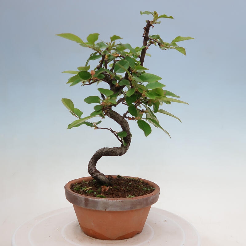 Bonsai für draußen - Pseudocydonia sinensis - Chinesische Quitte